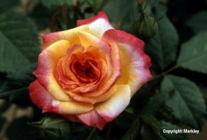 Rosa 'GartenspaÃŸ' -R-