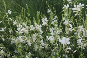 Gaura lindheimerii