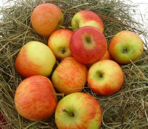 Malus 'Gerlinde'