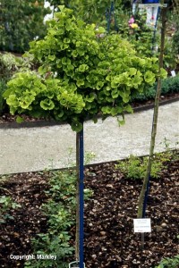 Ginkgo biloba 'Marieken'