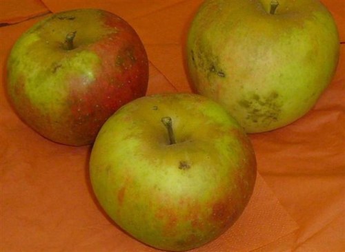 Malus 'Goldrenette von Blenheim'