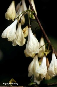 Halesia carolina
