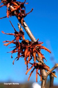 Hamamelis intermedia 'Diane'