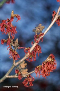 Hamamelis intermedia 'Ruby Glow'