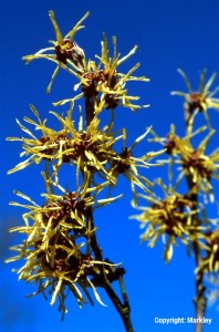 Hamamelis intermedia 'Westerstede'