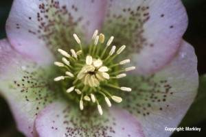 Helleborus orientalis in Sorten