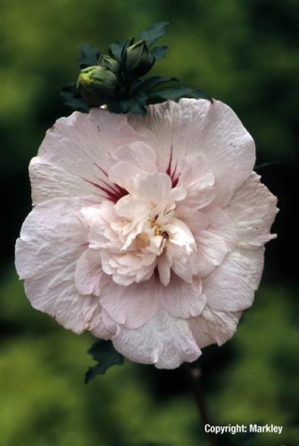 Hibiscus syriacus 'China Chiffon'