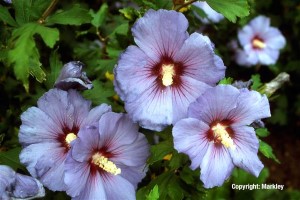 Hibiscus syriacus 'Coelestis'