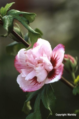 Hibiscus syriacus 'Duc de Brabant'