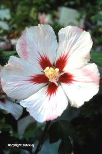 Hibiscus syriacus 'Hamabo'