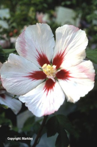 Hibiscus syriacus 'Hamabo'