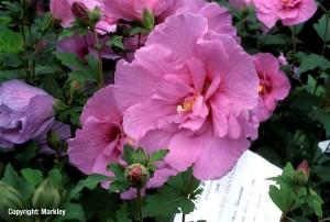 Hibiscus syriacus 'Lavender Chiffon'