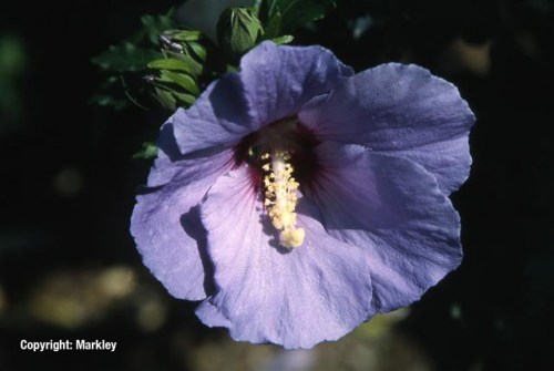 Hibiscus syriacus 'Marina'