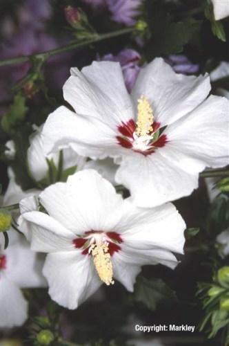 Hibiscus syriacus 'Red Heart'