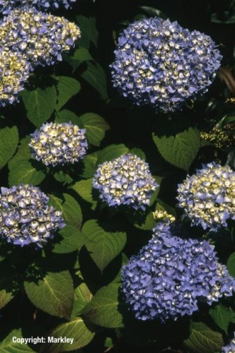 Hydrangea macrophylla 'Endless Summer'