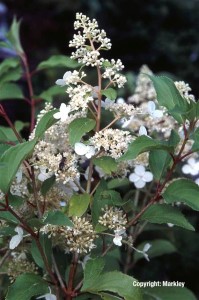 Hydrangea paniculata 'Kyushu'