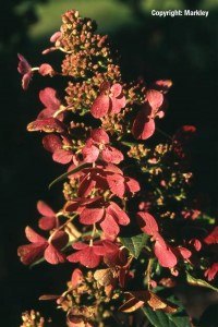 Hydrangea paniculata 'Pinky Winky'