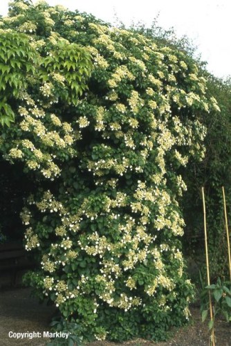 Hydrangea petiolaris