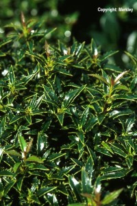 Ilex aquifolium 'Myrtifolia'