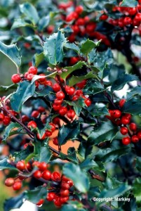 Ilex meserveae 'Blue Princess'