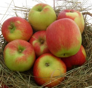 Malus 'Jonagold'