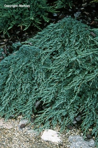 Juniperus horizontalis 'Icee Blue'