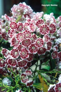 Kalmia latifolia 'Kaleidoskop'