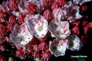 Kalmia latifolia 'Ostbo Red'