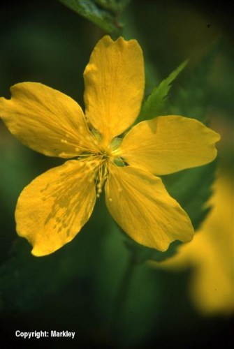 Kerria japonica