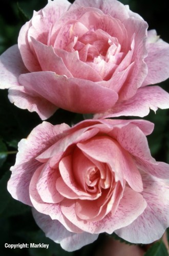 Rosa 'Kir Royal'  - R -