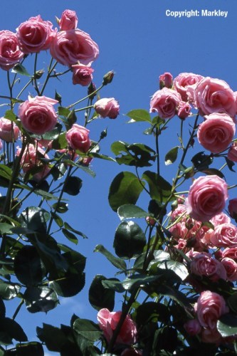 Rosa 'Lawinia' -R-