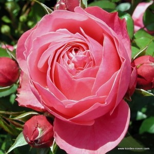 Rosa 'Leonardo da Vinci' -R-