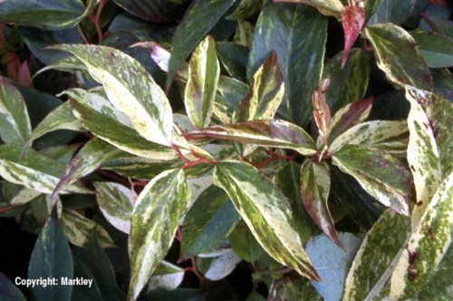 Leucothoe fontanesiana 'Rainbow'