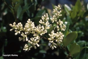 Ligustrum japonicum 'Texanum'