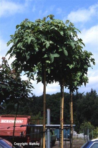 Liquidambar styraciflua 'Gumball'