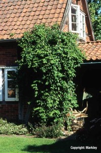 Lonicera henryi