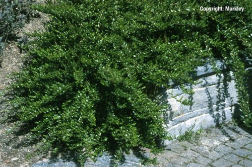 Lonicera pileata