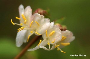Lonicera purpusii