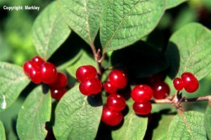 Lonicera xylosteum
