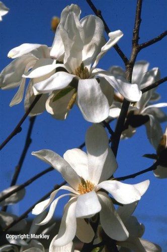 Magnolia kobus