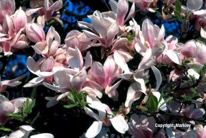 Magnolia soulangiana
