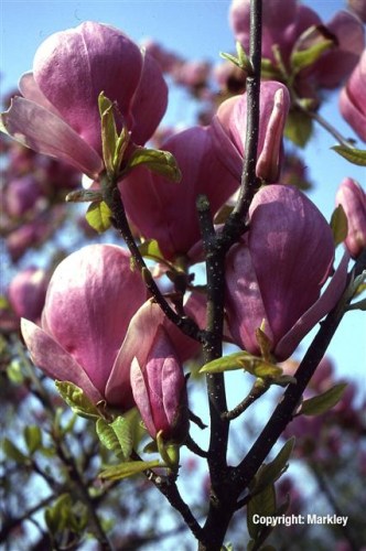 Magnolia soulangiana 'Lennei'