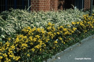 Mahonia aquifolium