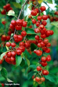 Malus 'Red Sentinel'