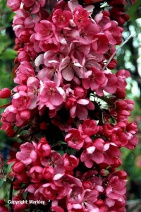 Malus 'Rudolph'