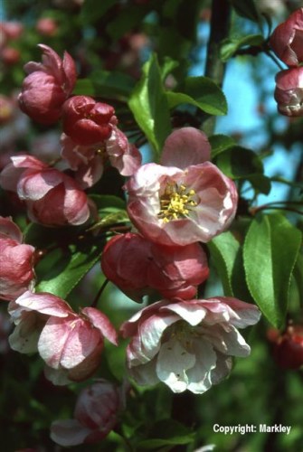 Malus 'Van Eseltine'