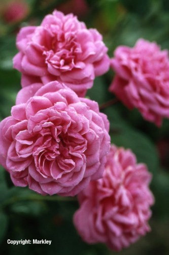 Rosa 'Medusa' -R-