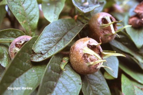 Mespilus germanica