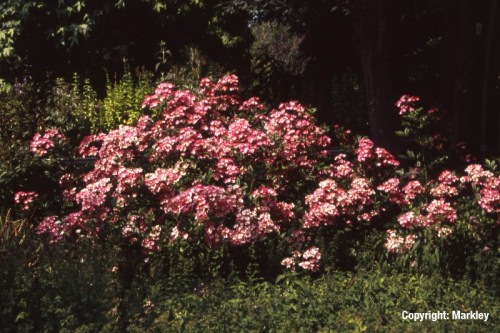 Rosa 'Mozart'