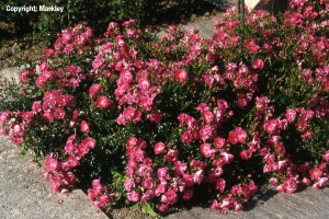 Rosa 'Neon' -R-